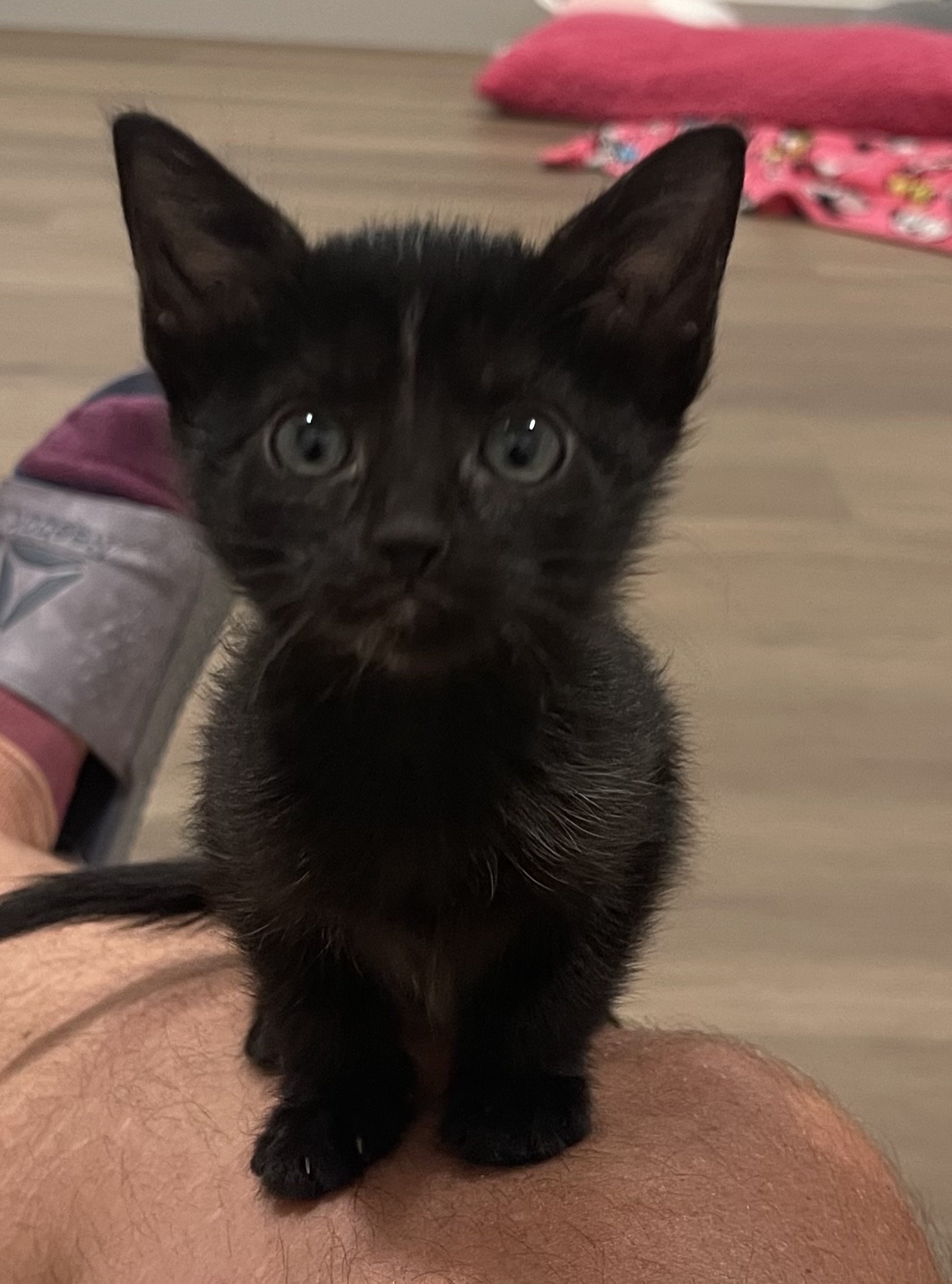 Picture of the Animal Listed