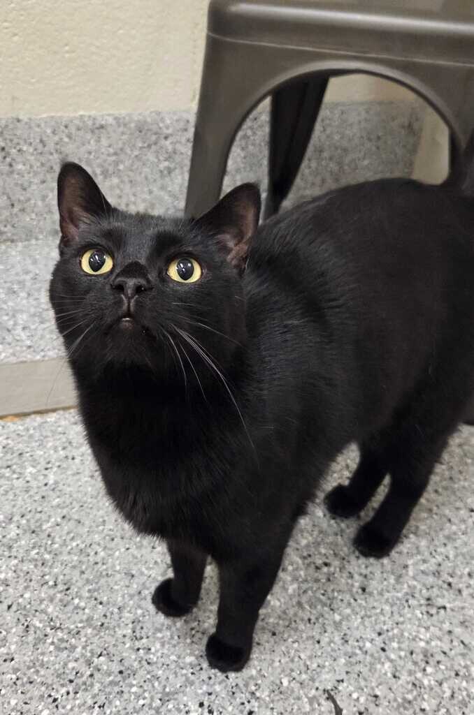 Picture of the Animal Listed