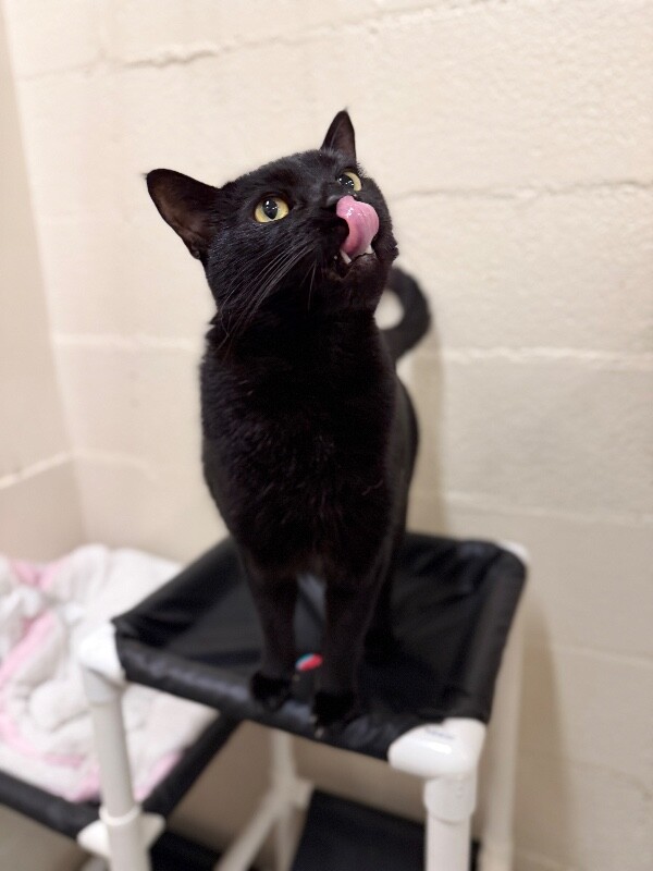 Picture of the Animal Listed