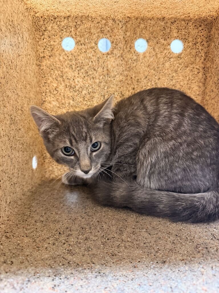 Picture of the Animal Listed