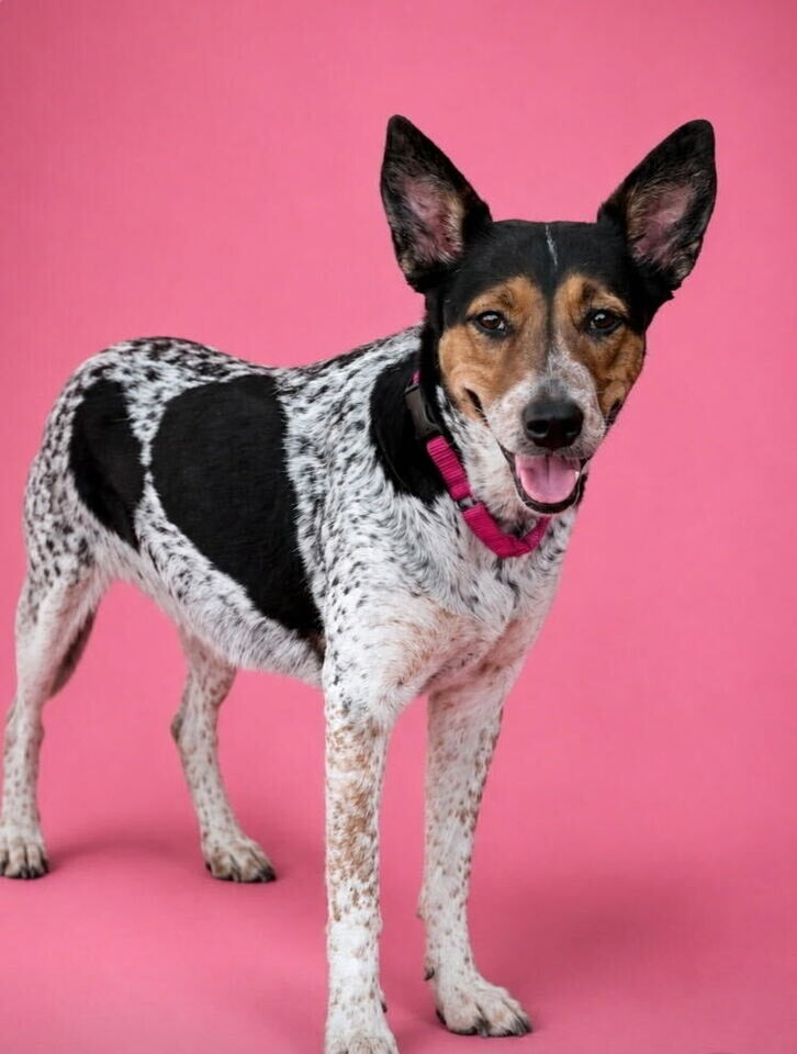 Picture of the Animal Listed