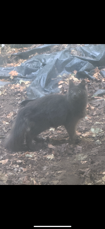 Picture of the Animal Listed