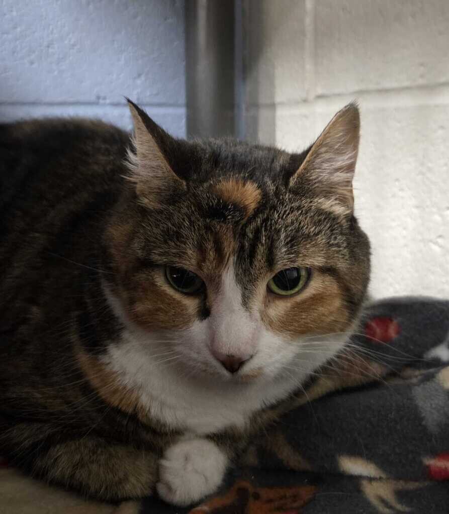 Picture of the Animal Listed