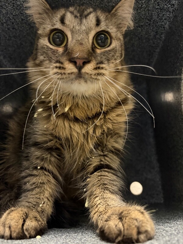 Picture of the Animal Listed