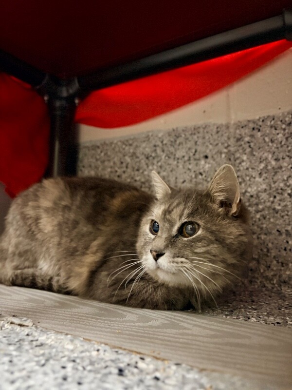Picture of the Animal Listed