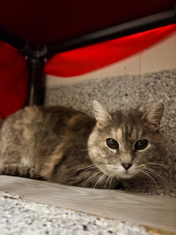 Picture of the Animal Listed