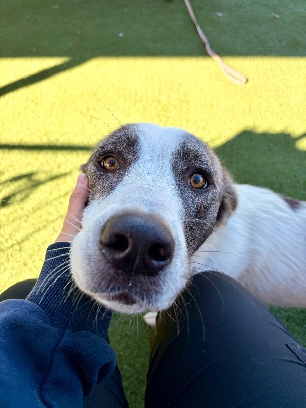 Picture of the Animal Listed