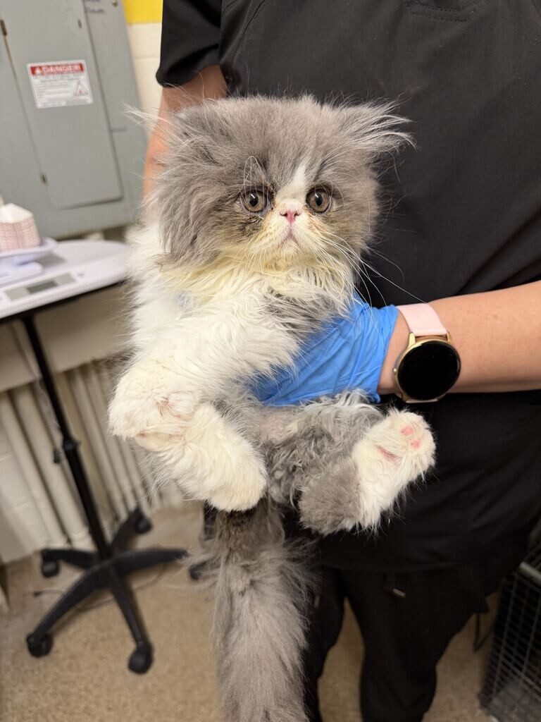 Picture of the Animal Listed