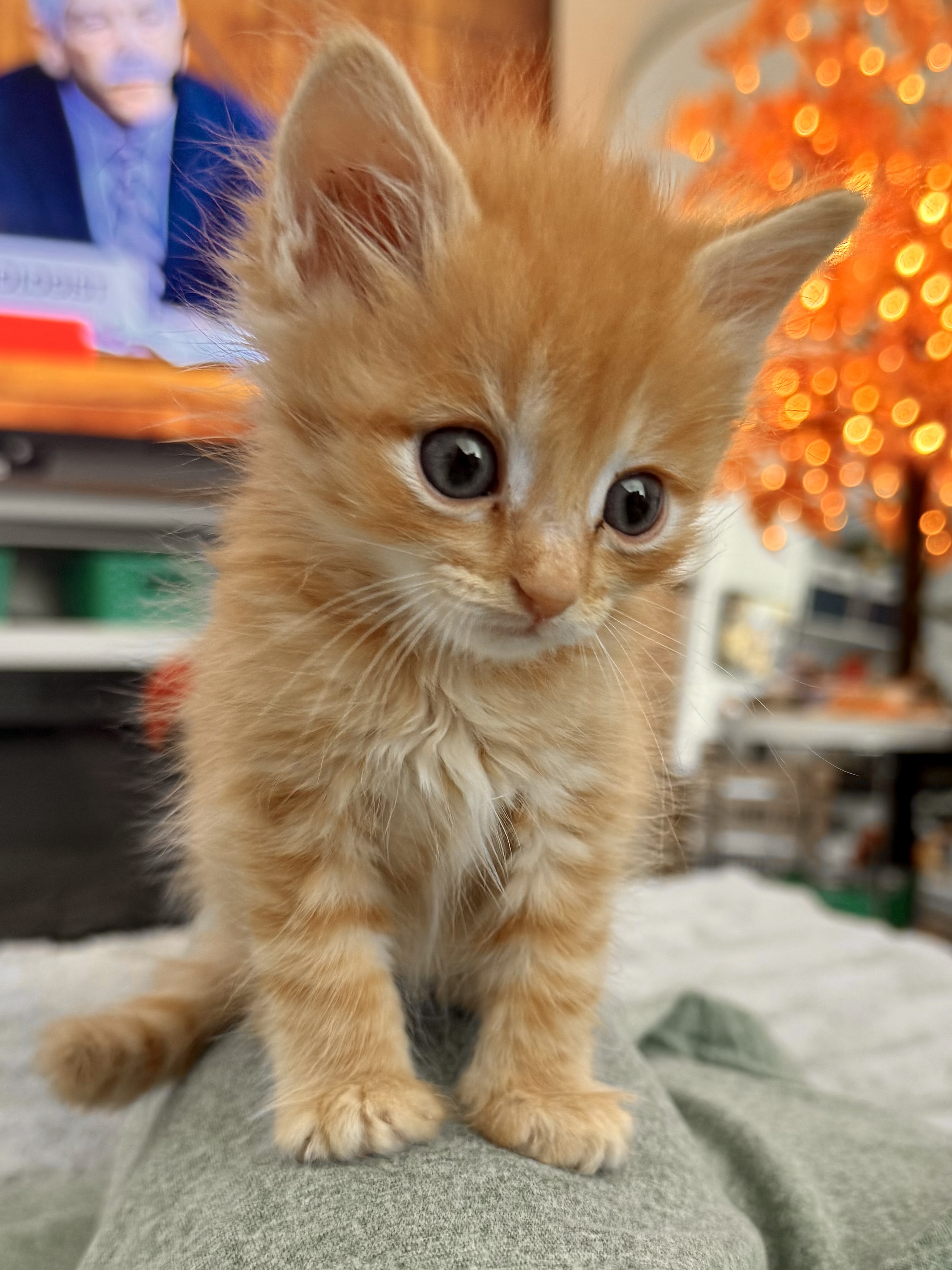 Picture of the Animal Listed