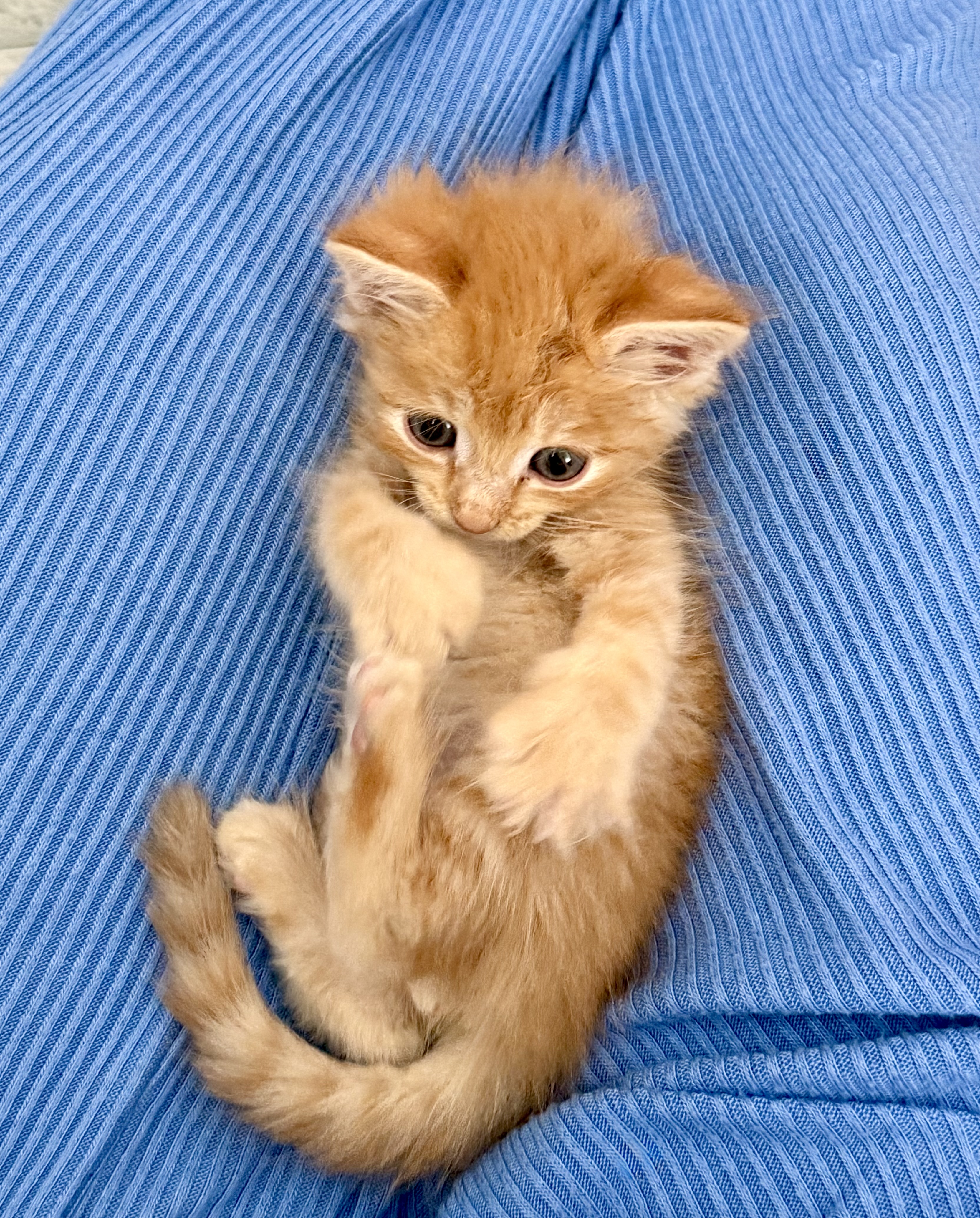 Picture of the Animal Listed