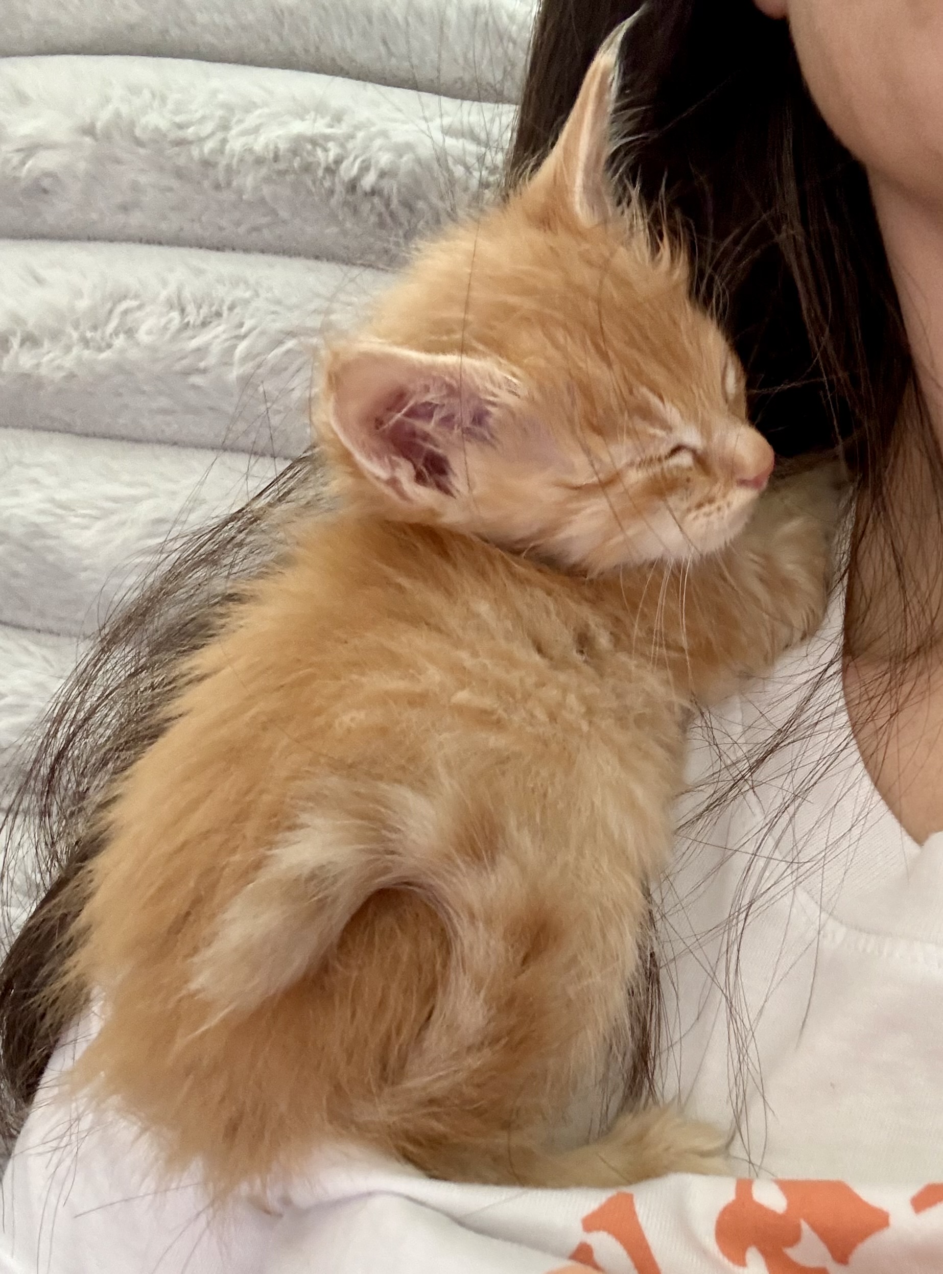Picture of the Animal Listed