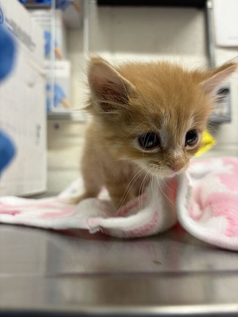 Picture of the Animal Listed