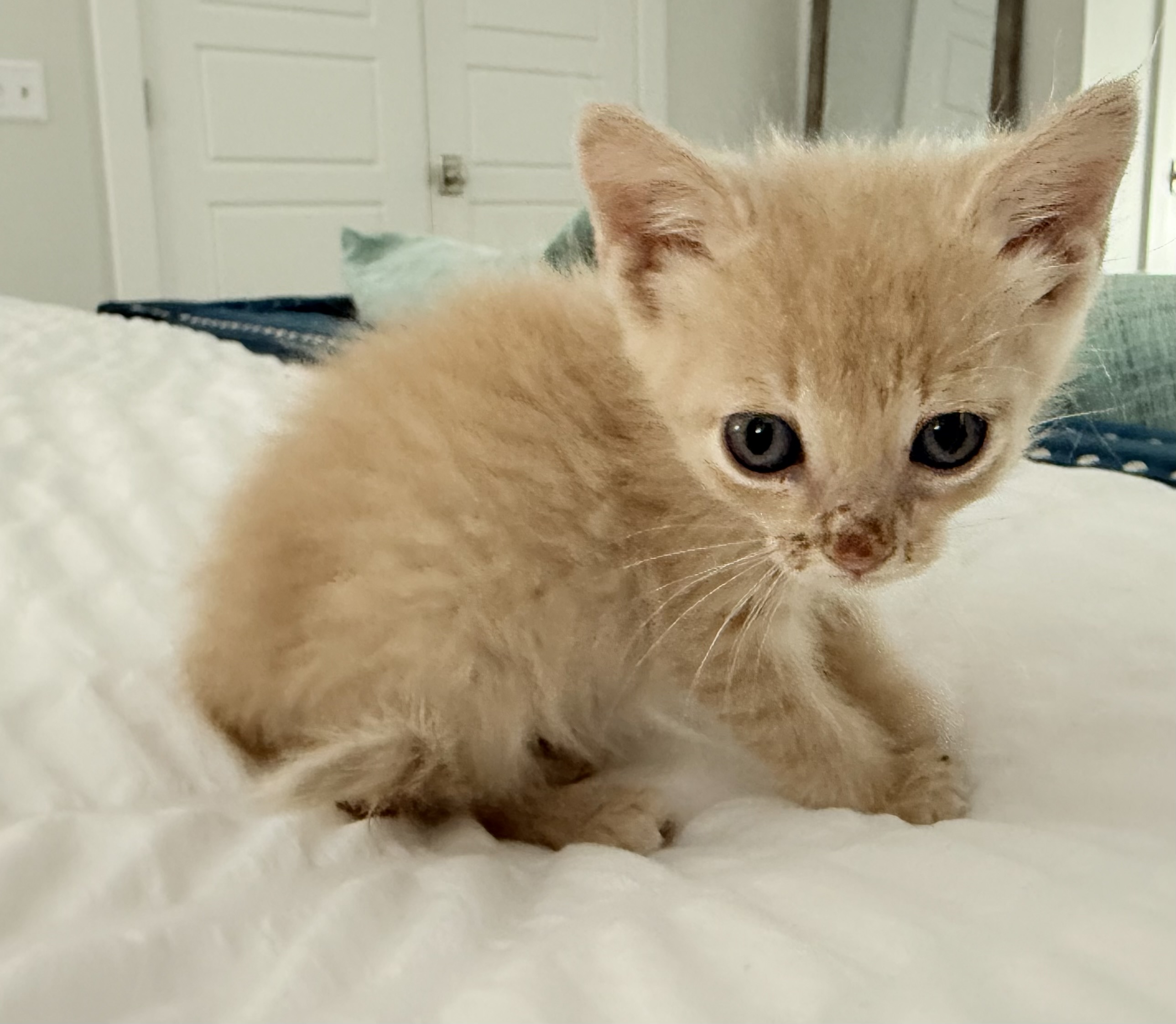 Picture of the Animal Listed