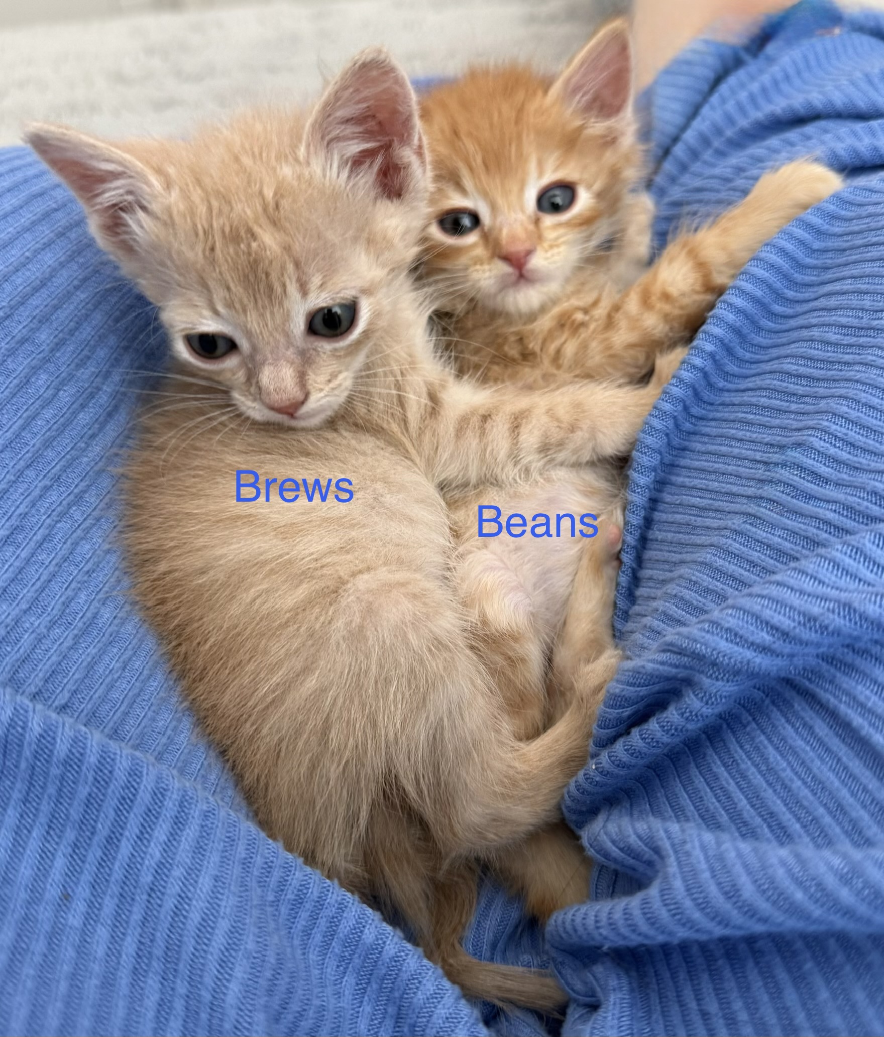 Picture of the Animal Listed