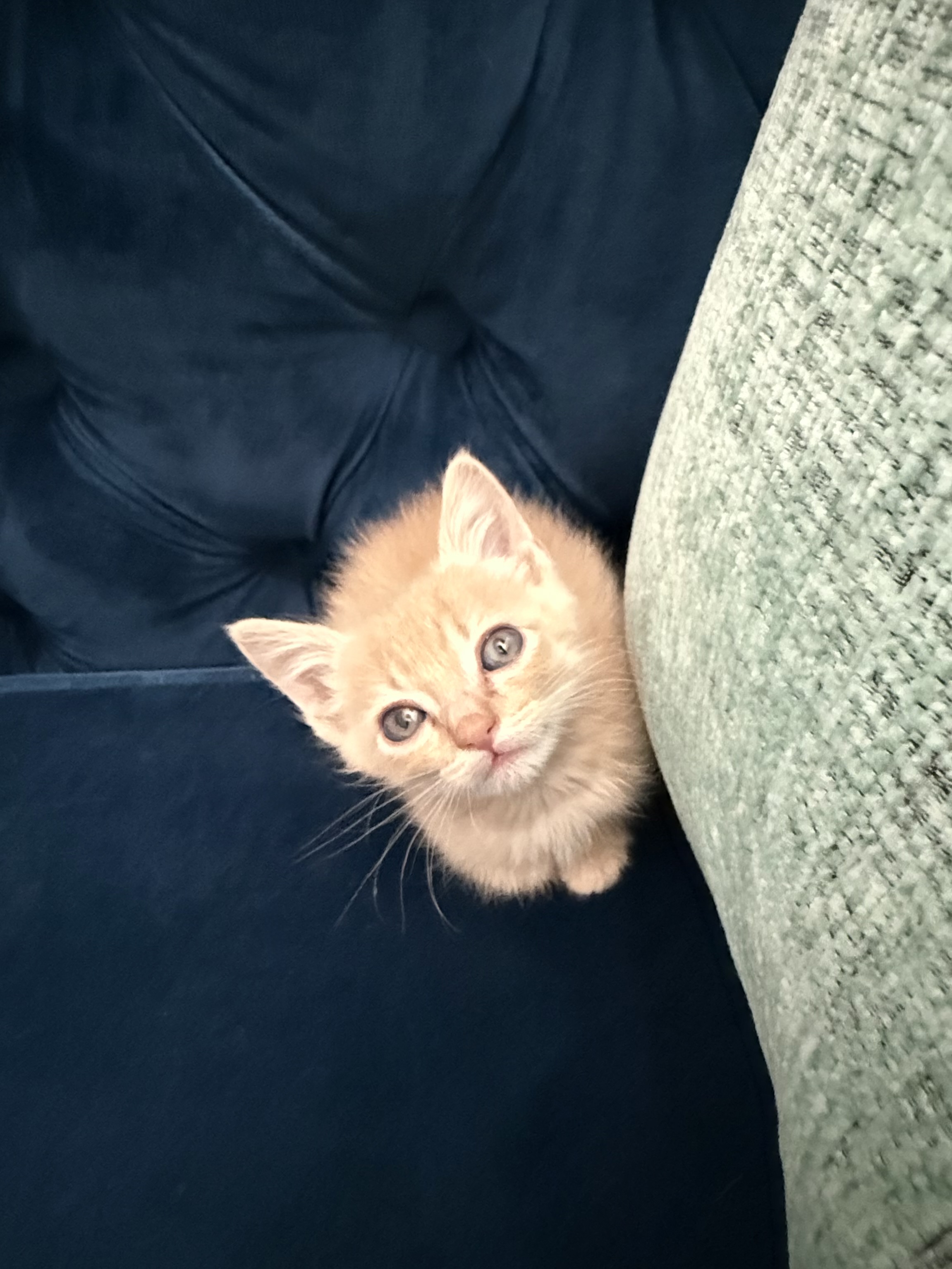 Picture of the Animal Listed