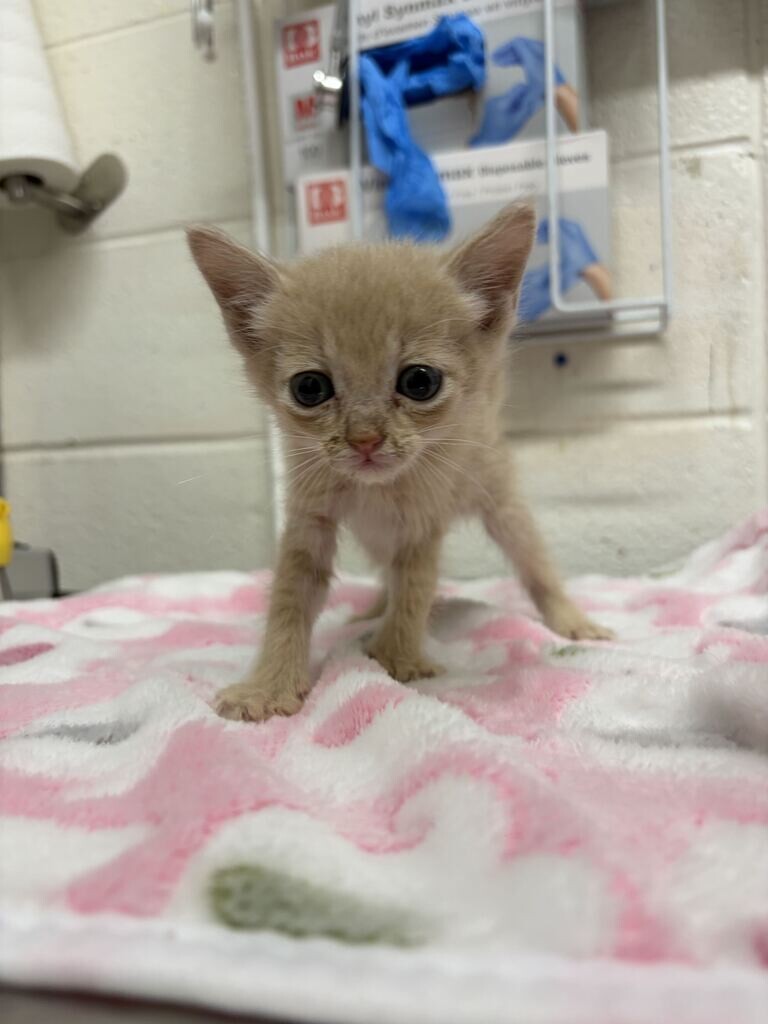 Picture of the Animal Listed