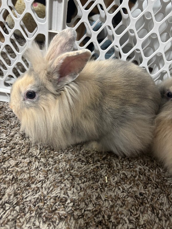 Picture of the Animal Listed