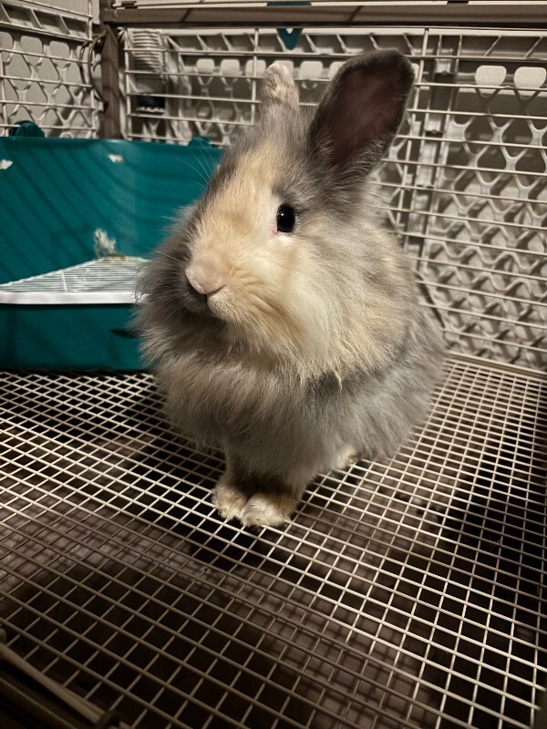 Picture of the Animal Listed