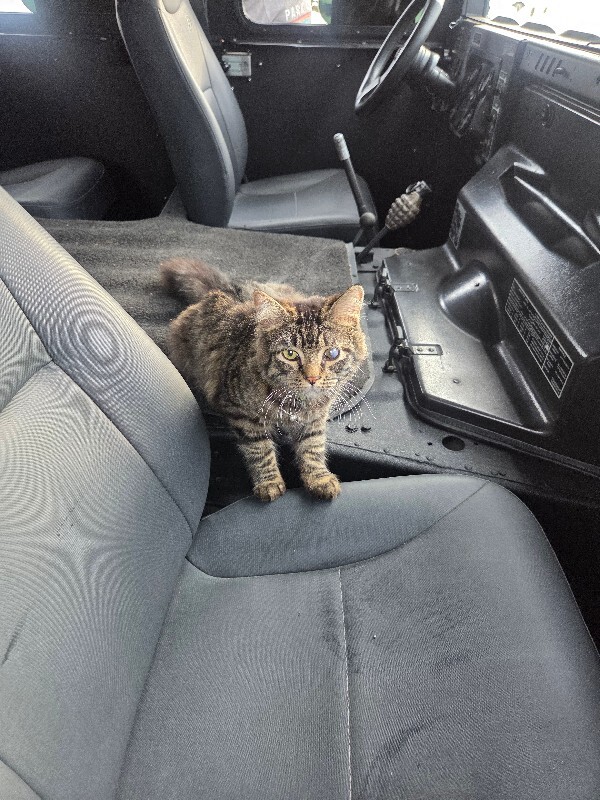 Picture of the Animal Listed