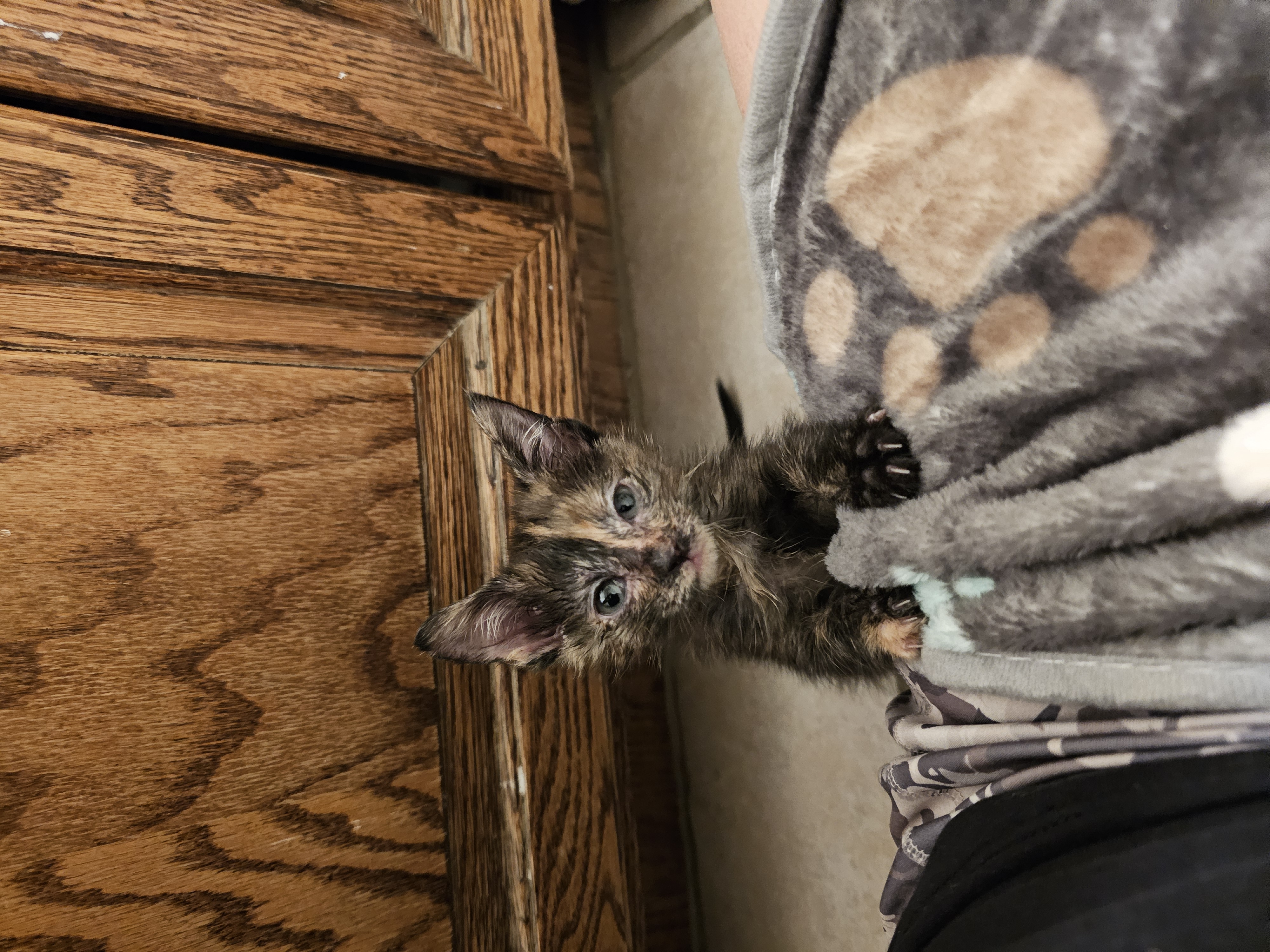 Picture of the Animal Listed