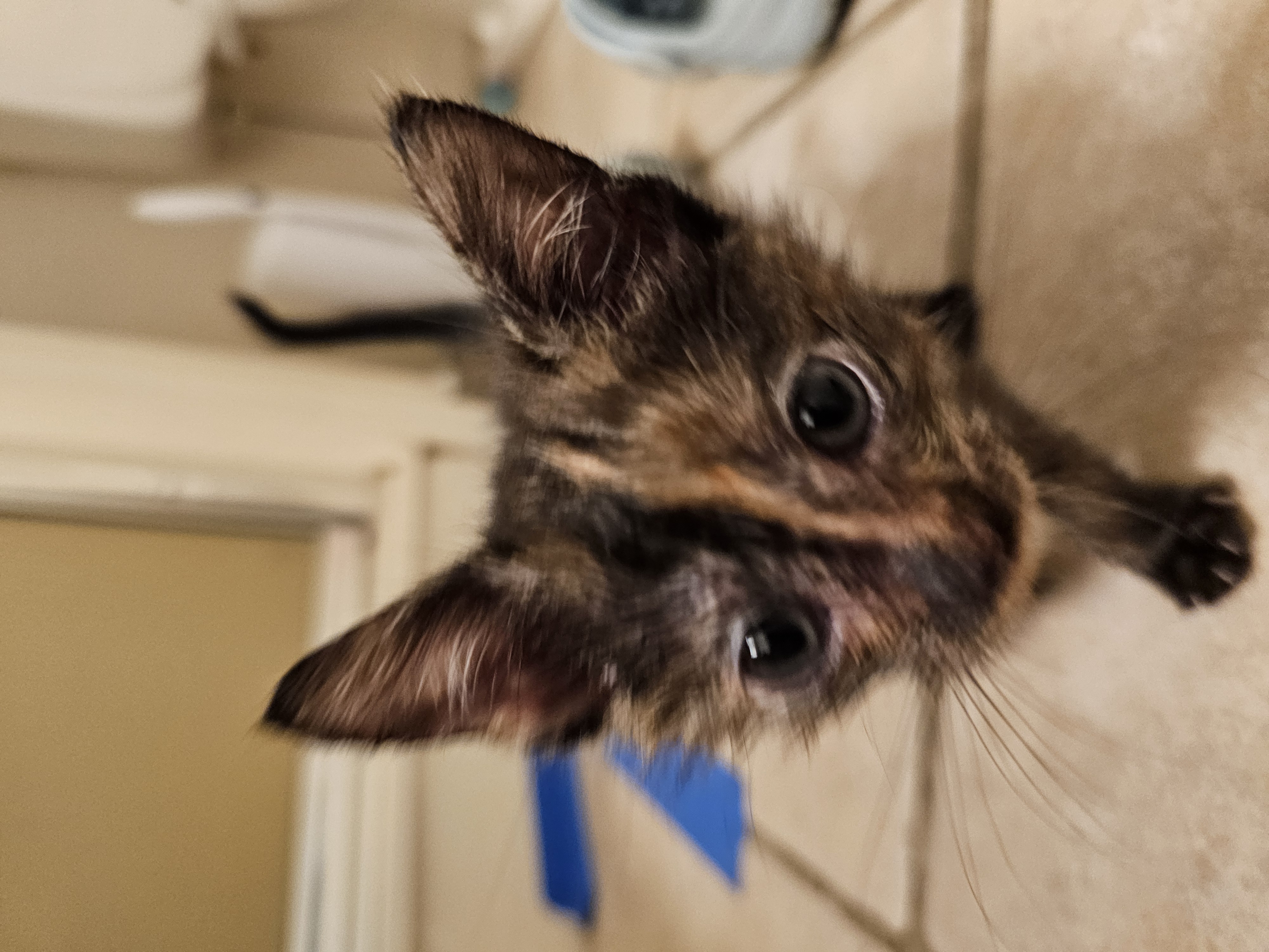 Picture of the Animal Listed