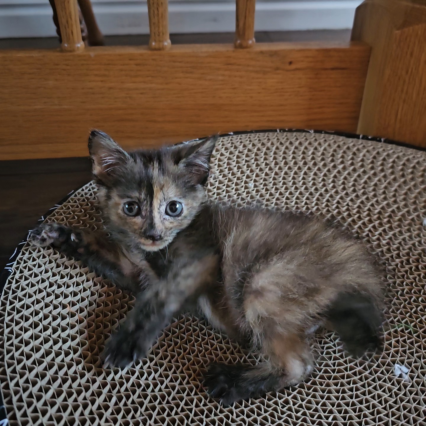 Picture of the Animal Listed