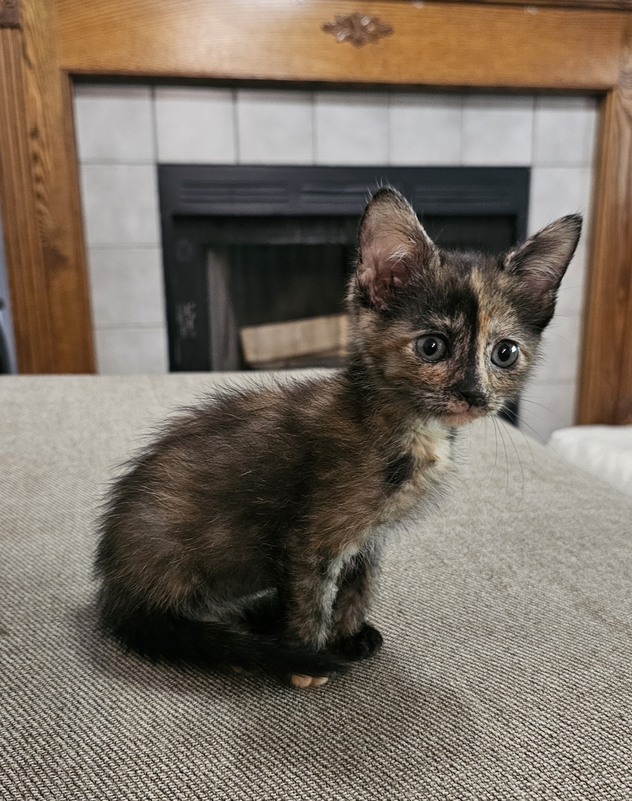 Picture of the Animal Listed