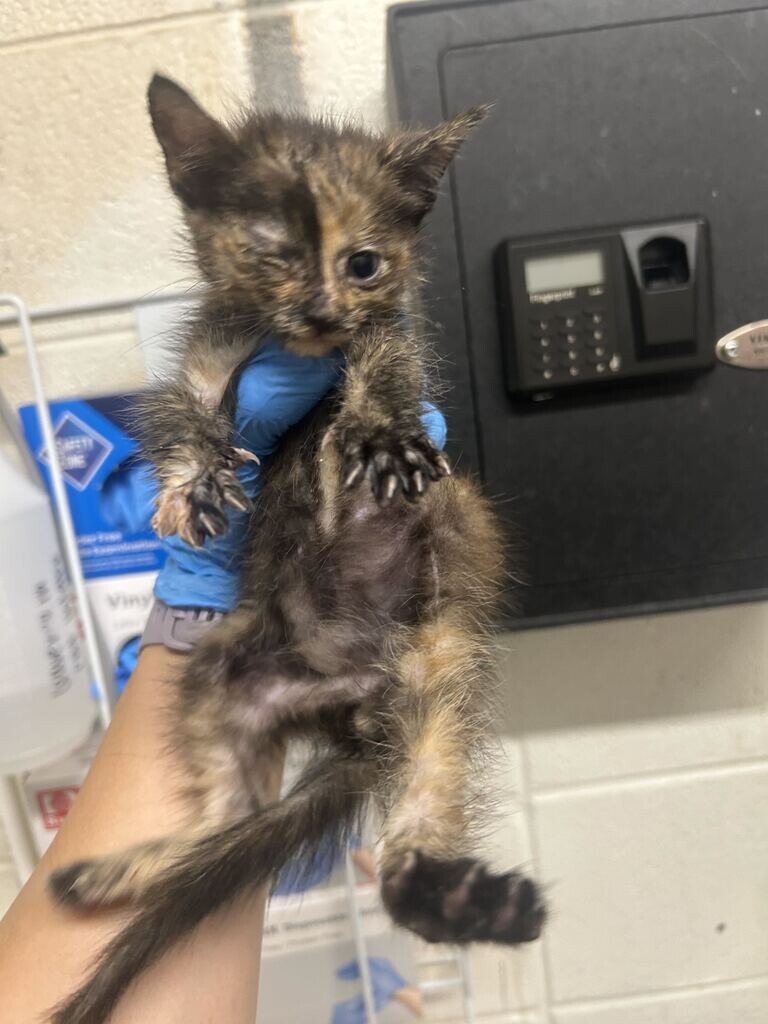 Picture of the Animal Listed