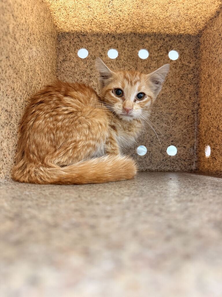 Picture of the Animal Listed