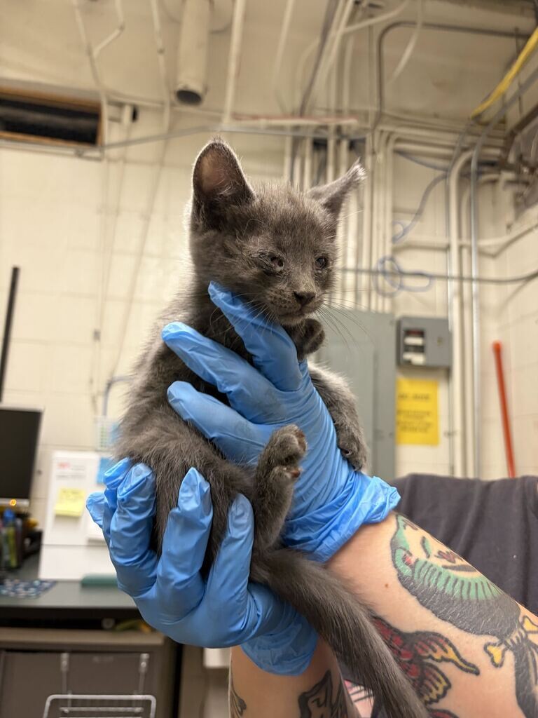Picture of the Animal Listed