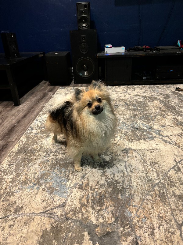Picture of the Animal Listed