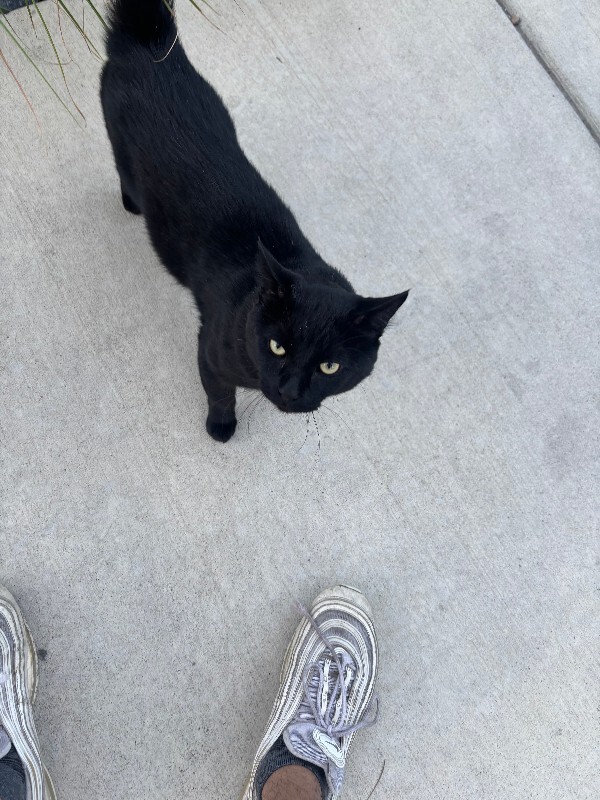 Picture of the Animal Listed
