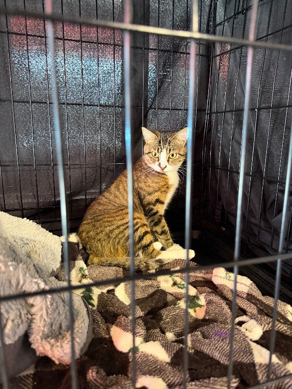 Picture of the Animal Listed