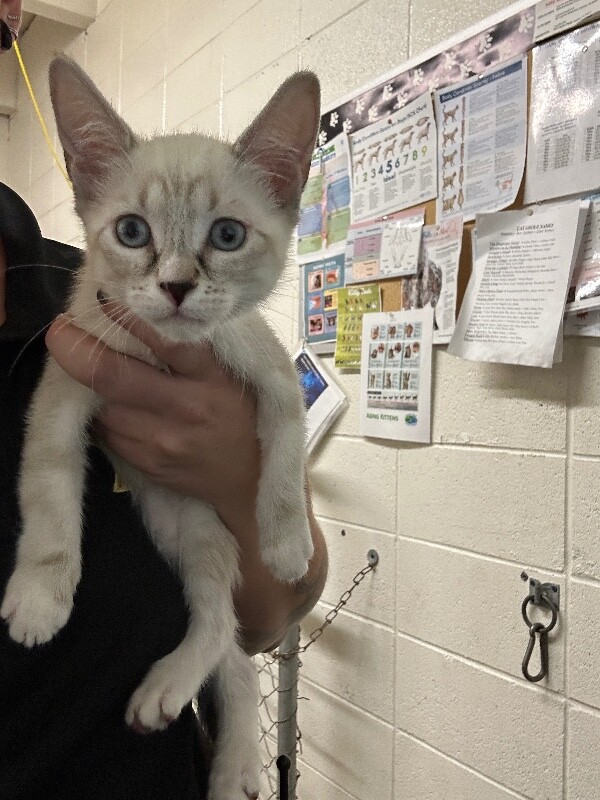 Picture of the Animal Listed