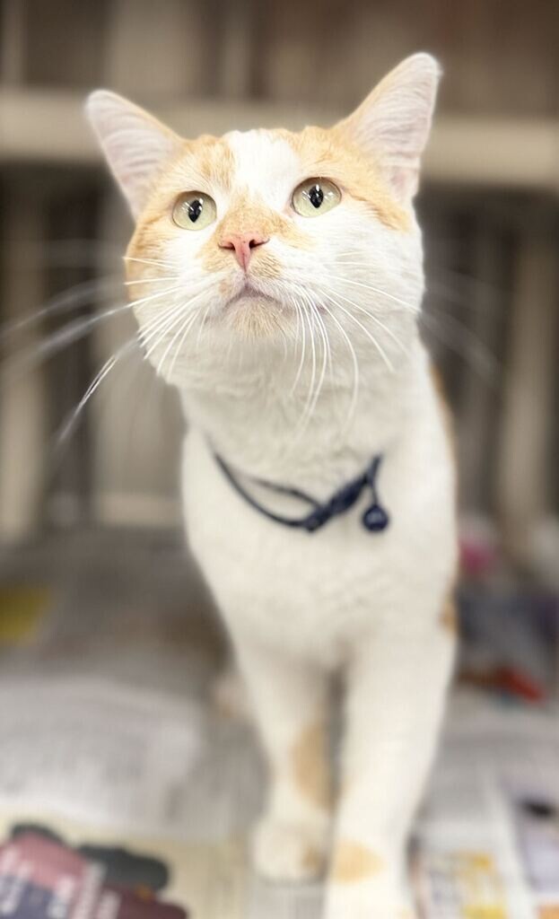 Picture of the Animal Listed