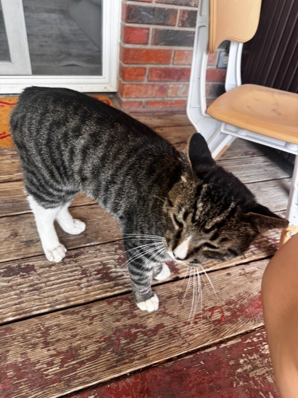 Picture of the Animal Listed