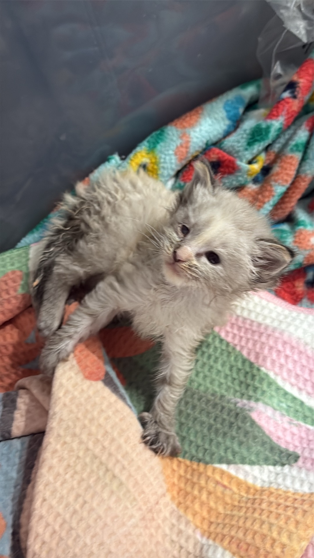 Picture of the Animal Listed