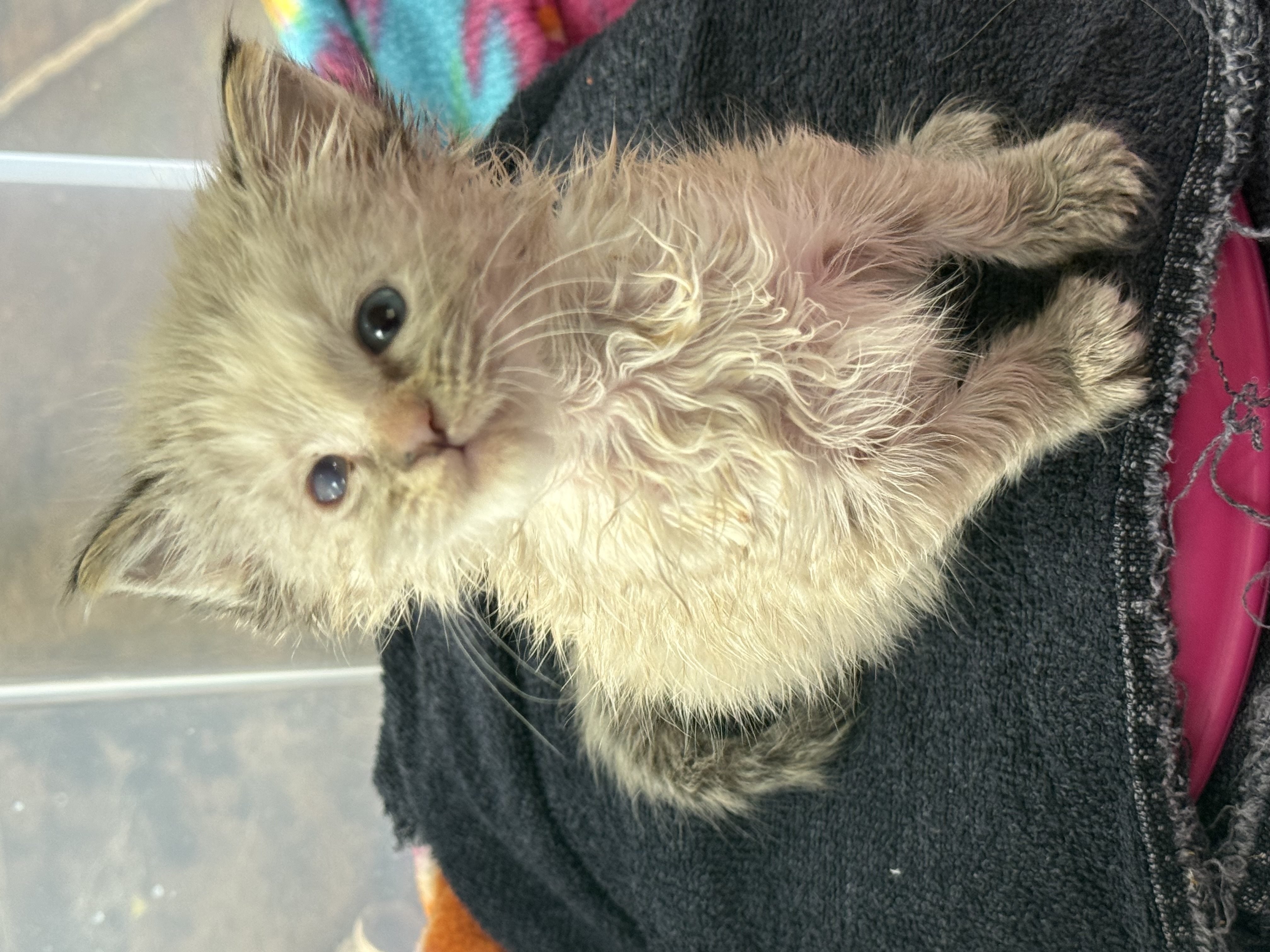 Picture of the Animal Listed