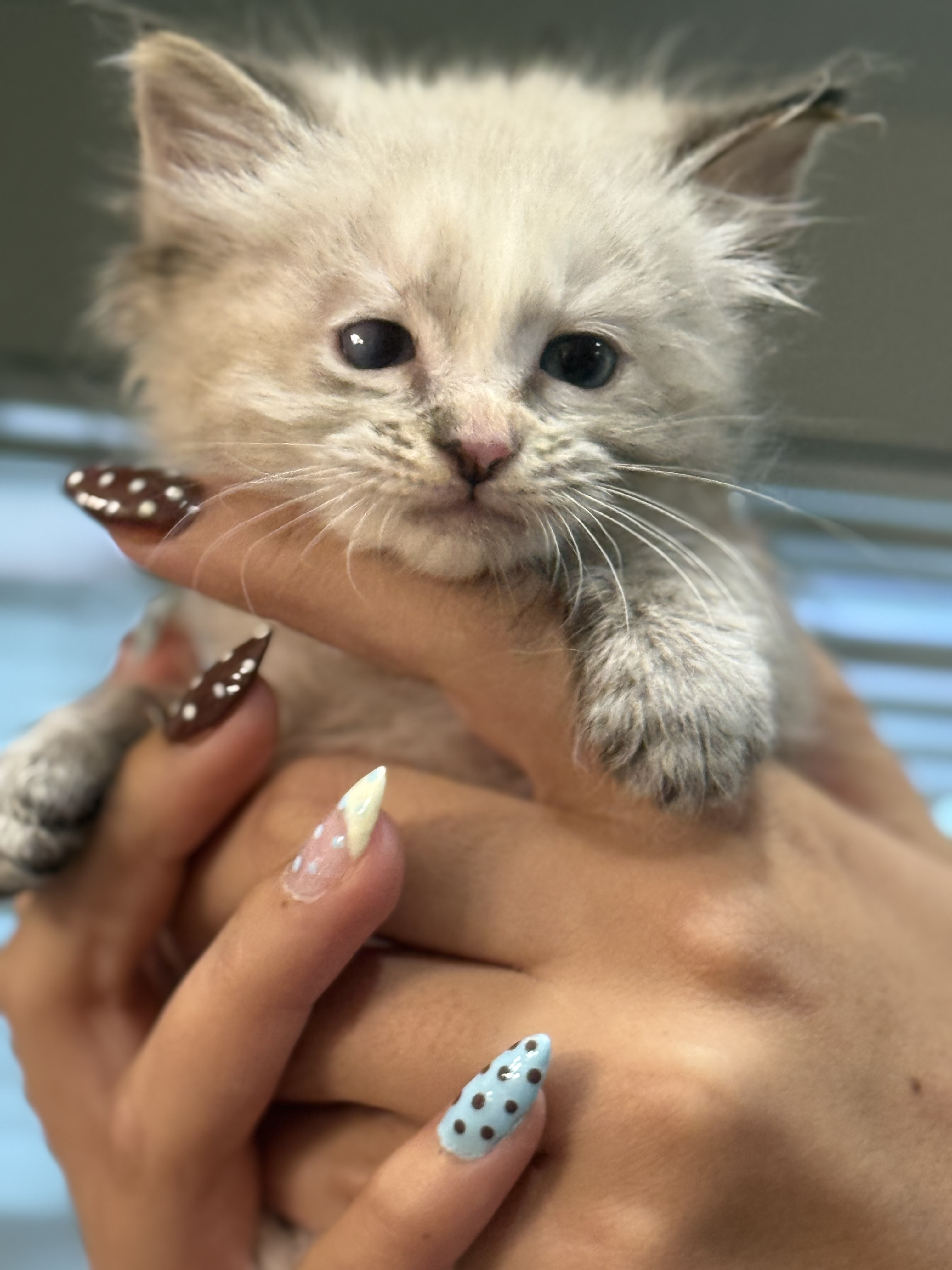 Picture of the Animal Listed
