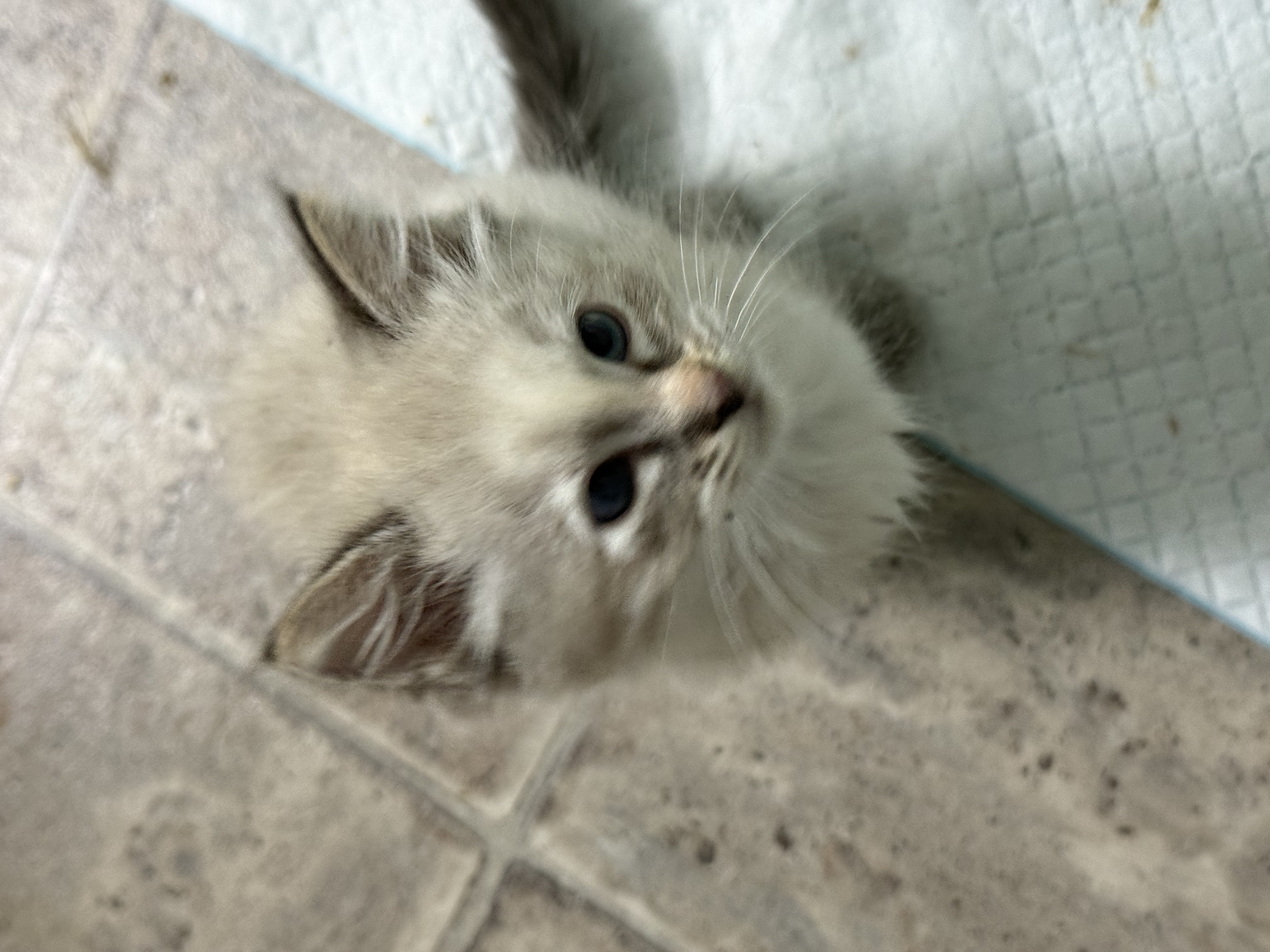Picture of the Animal Listed