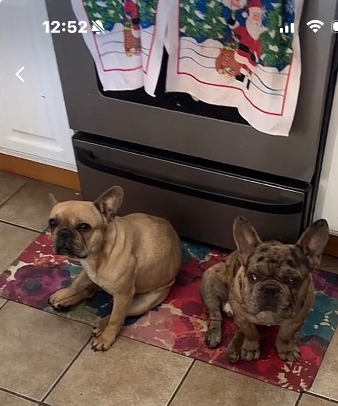 Picture of the Animal Listed