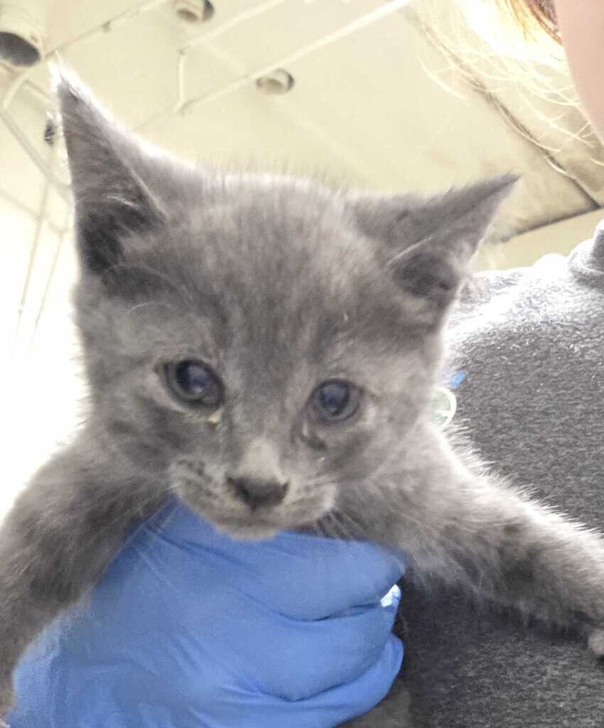 Picture of the Animal Listed