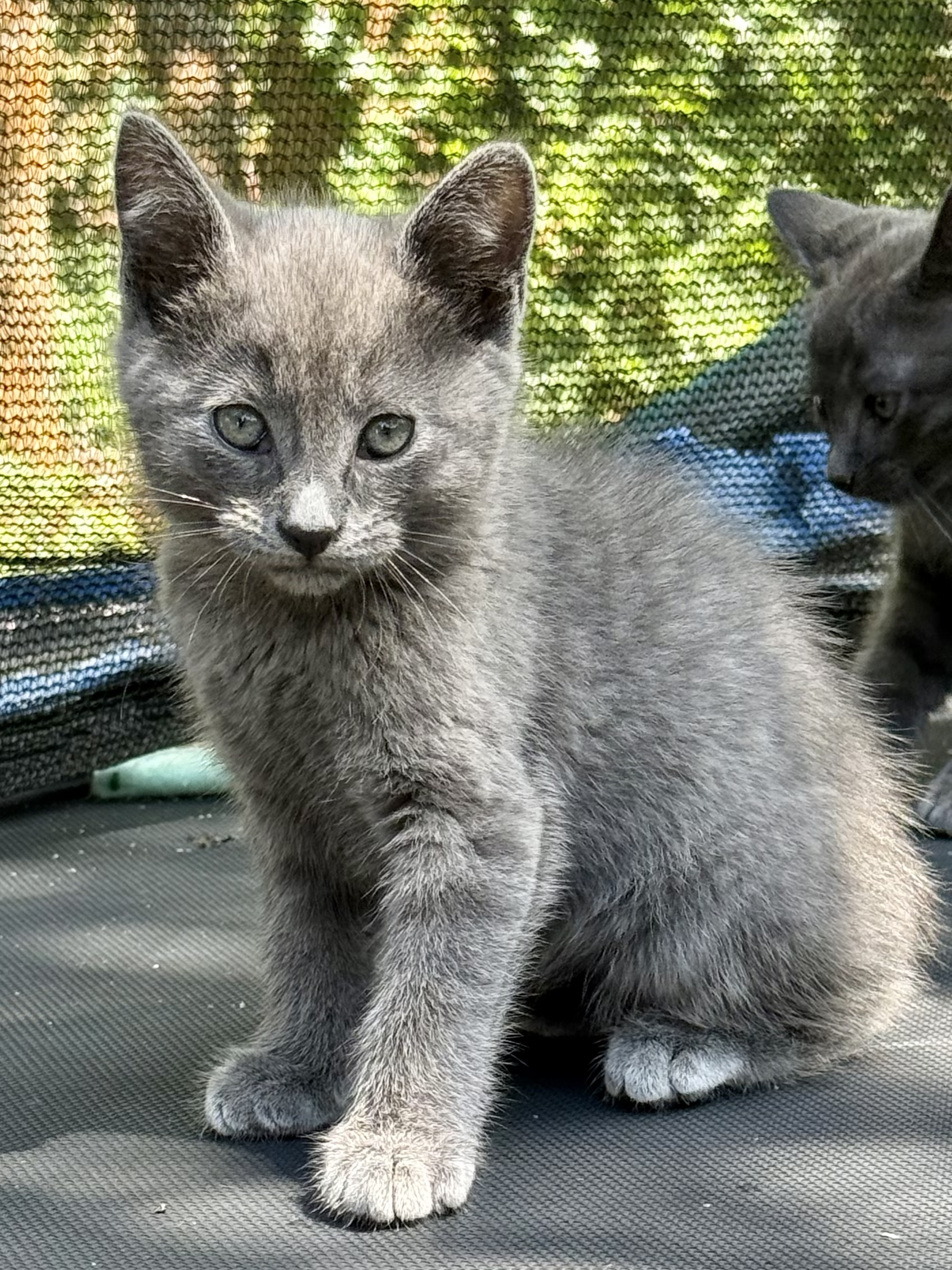 Picture of the Animal Listed