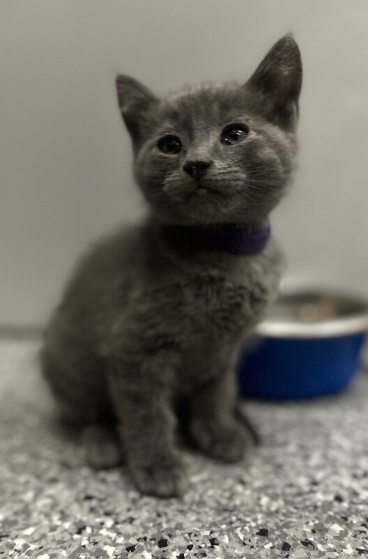 Picture of the Animal Listed