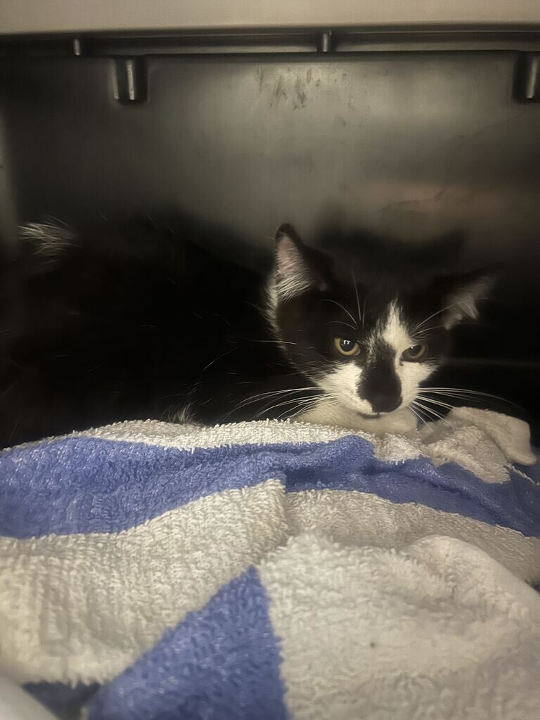 Picture of the Animal Listed