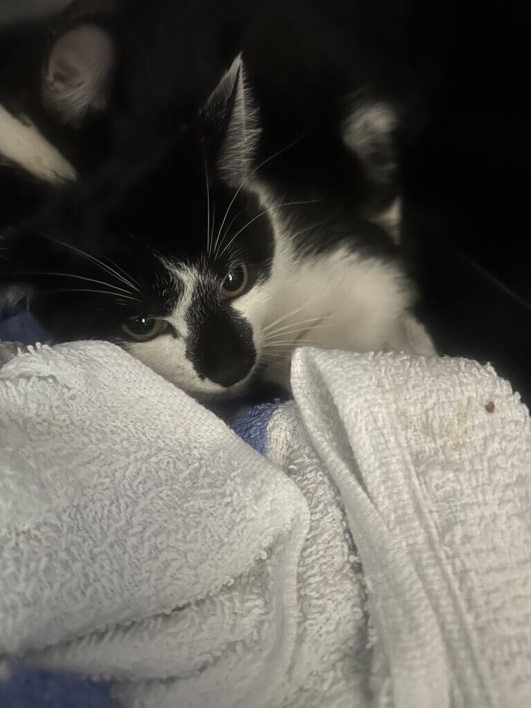 Picture of the Animal Listed