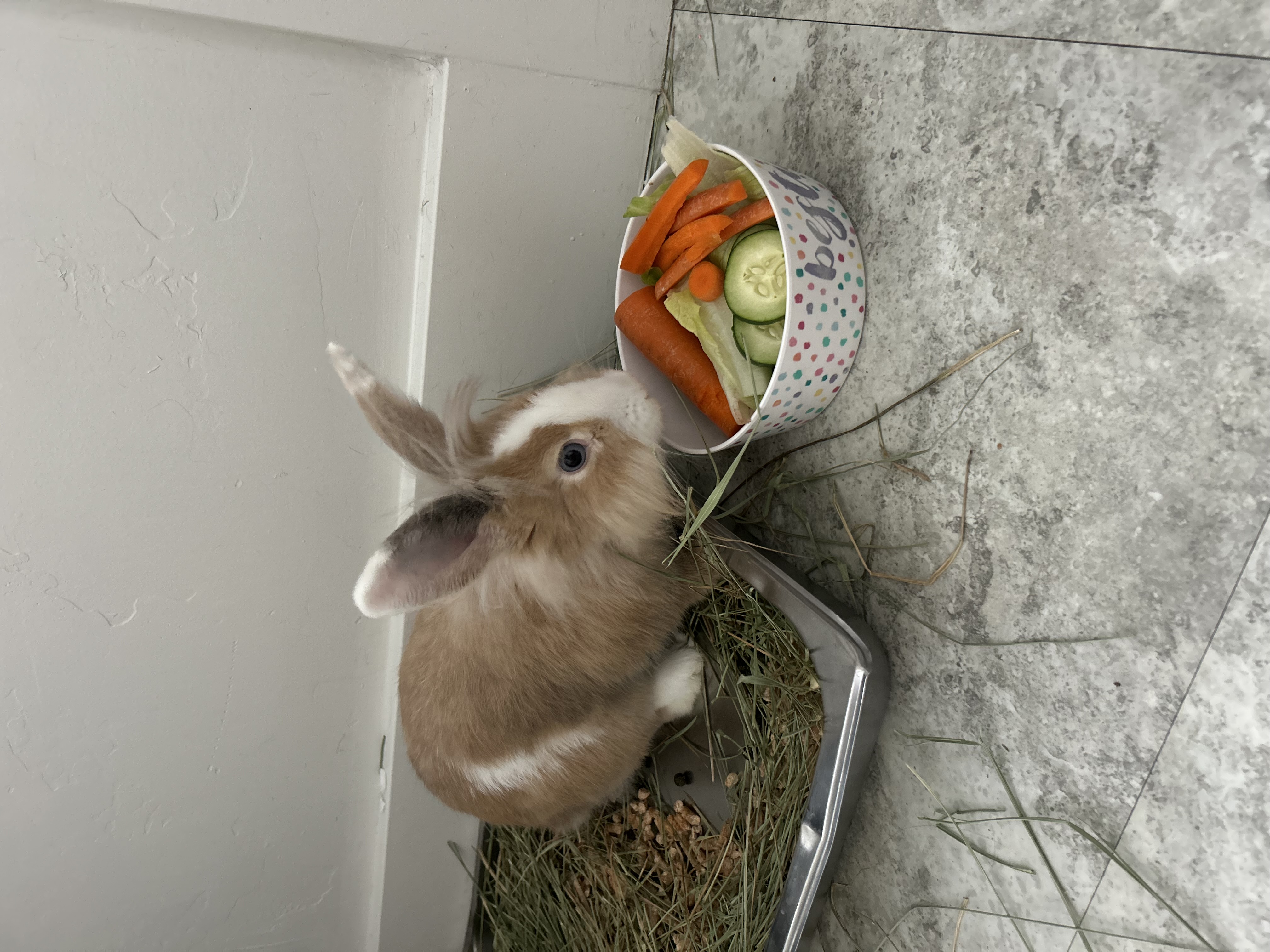 Picture of the Animal Listed