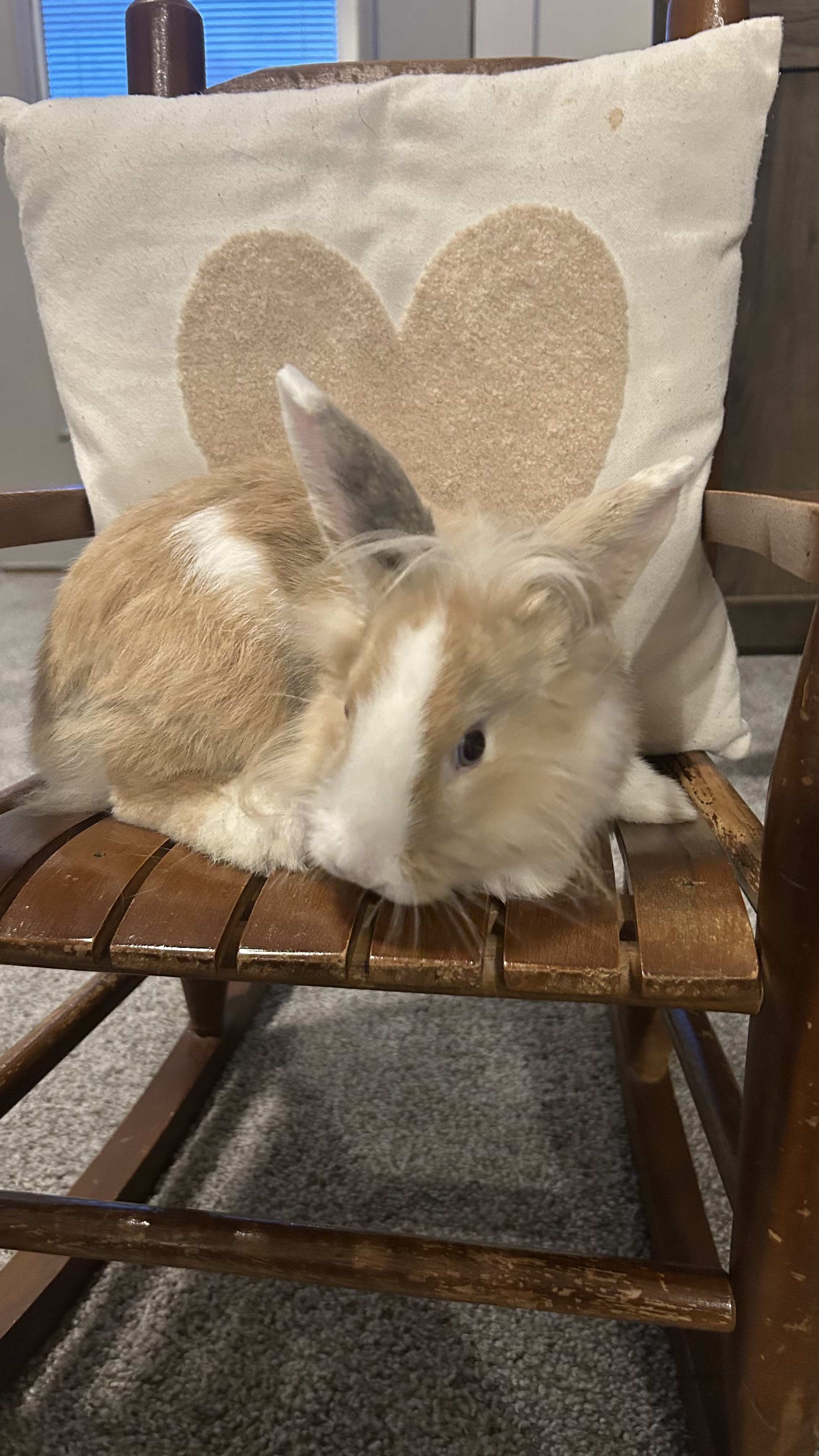 Picture of the Animal Listed