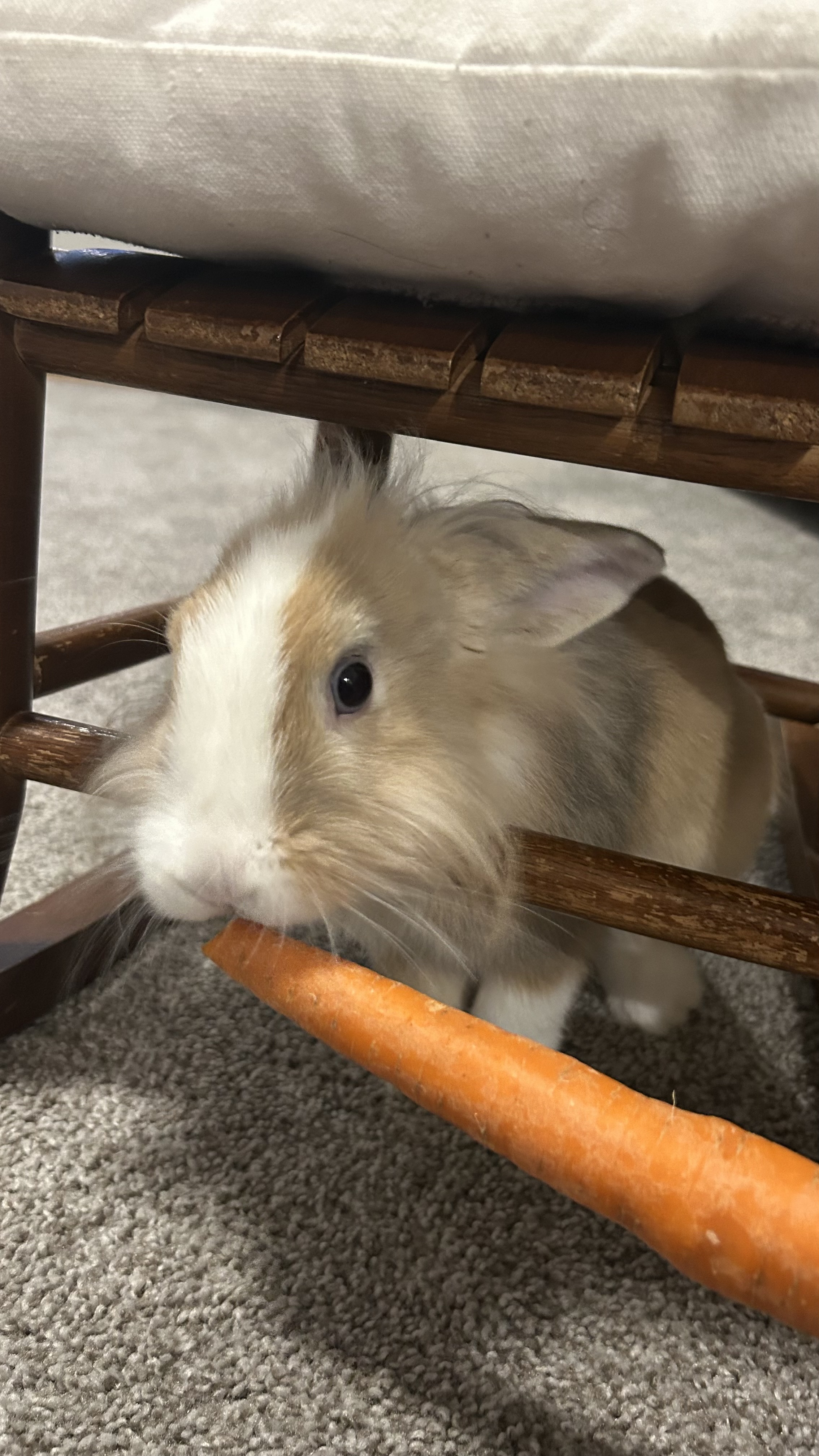 Picture of the Animal Listed