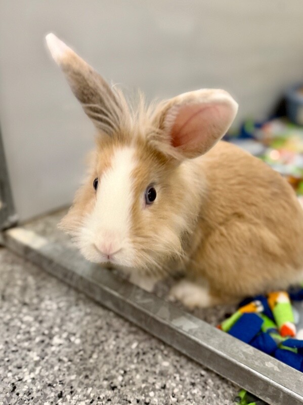 Picture of the Animal Listed